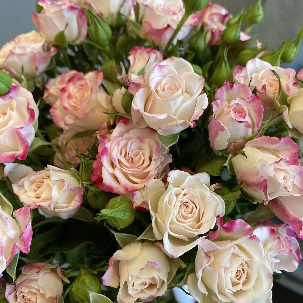 Роза кустовая (50см) 9 шт Роза кустовая (50см) 9 шт