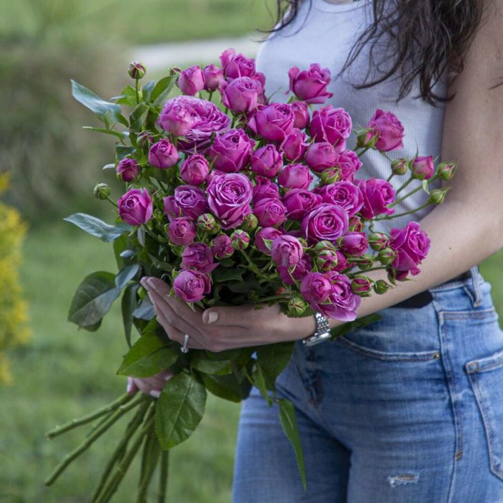 Кустовые розы малиновые, 9шт, 70см